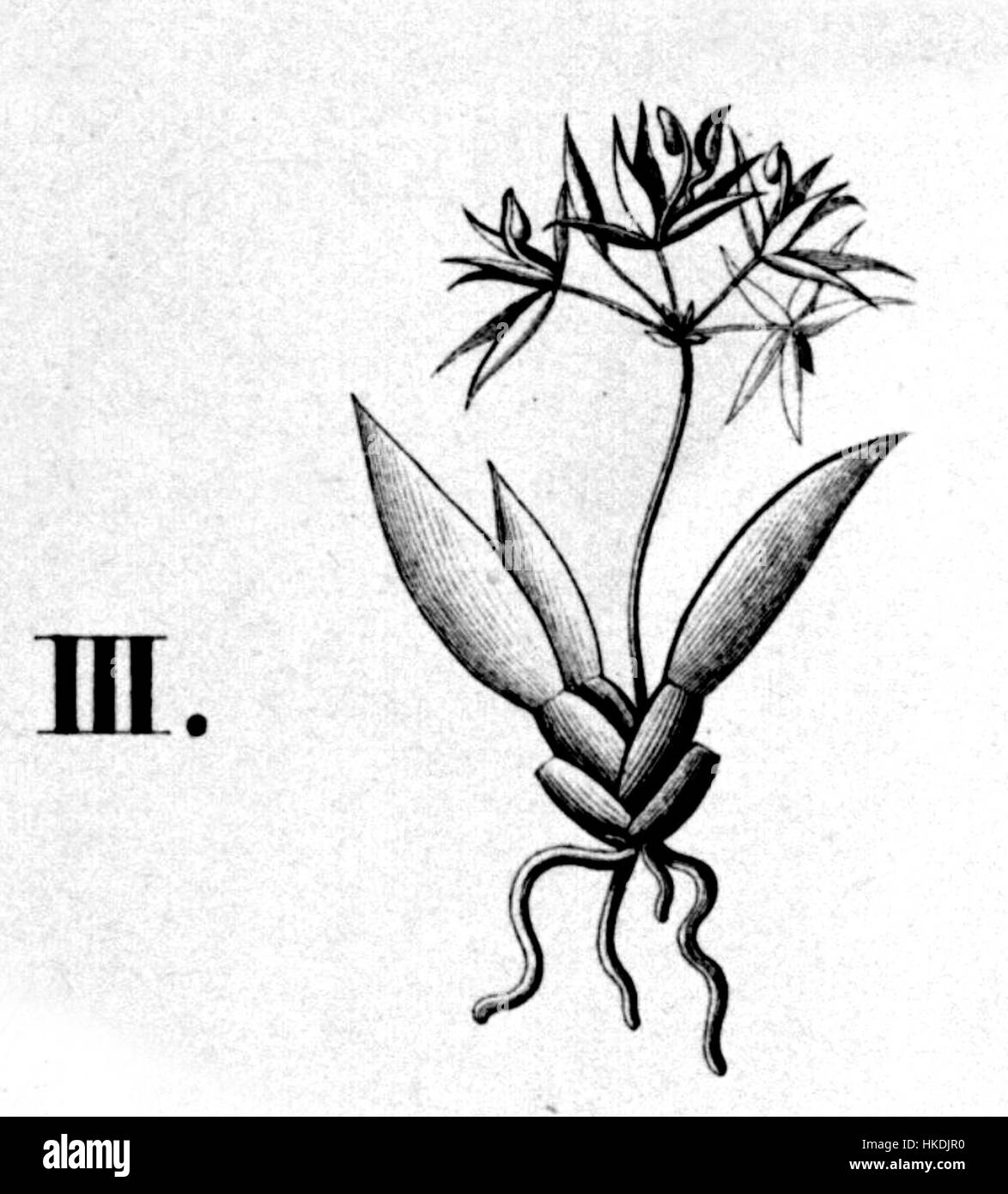 Cette illustration représente *Notylia wullschlaegeliana*, une espèce de la *Flora brasiliensis*, une œuvre botanique qui catalogue la diversité de la vie végétale du Brésil. L'image capture les caractéristiques uniques de la plante pour l'étude scientifique et l'enregistrement. Banque D'Images