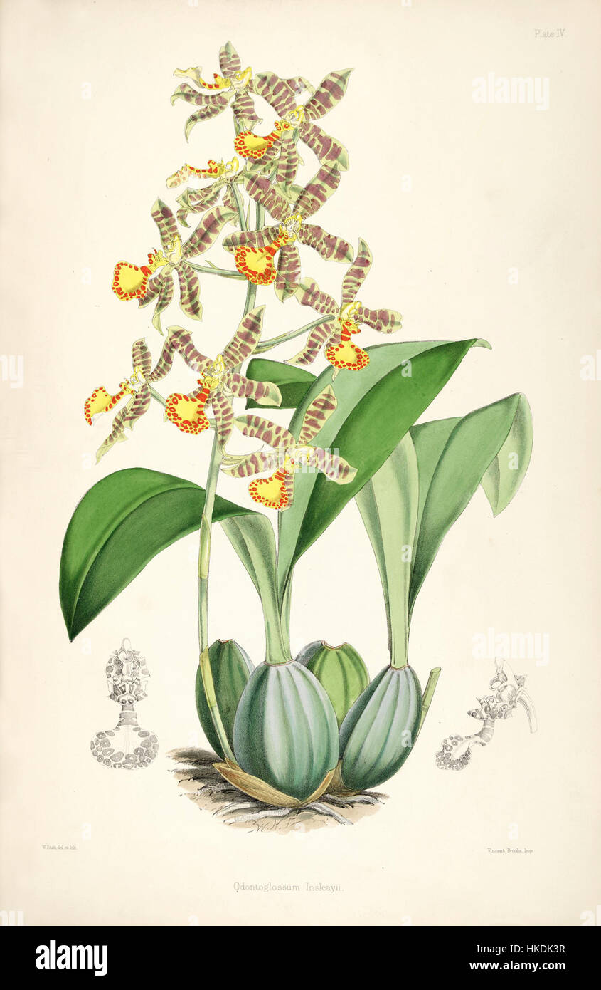 Cette illustration botanique représente *Rossioglossum insleayi*, une espèce d'orchidée, tirée de *Bateman's A Monograph of Odontoglossum*. La peinture détaillée est un exemple classique d'illustration botanique du XIXe siècle. Banque D'Images