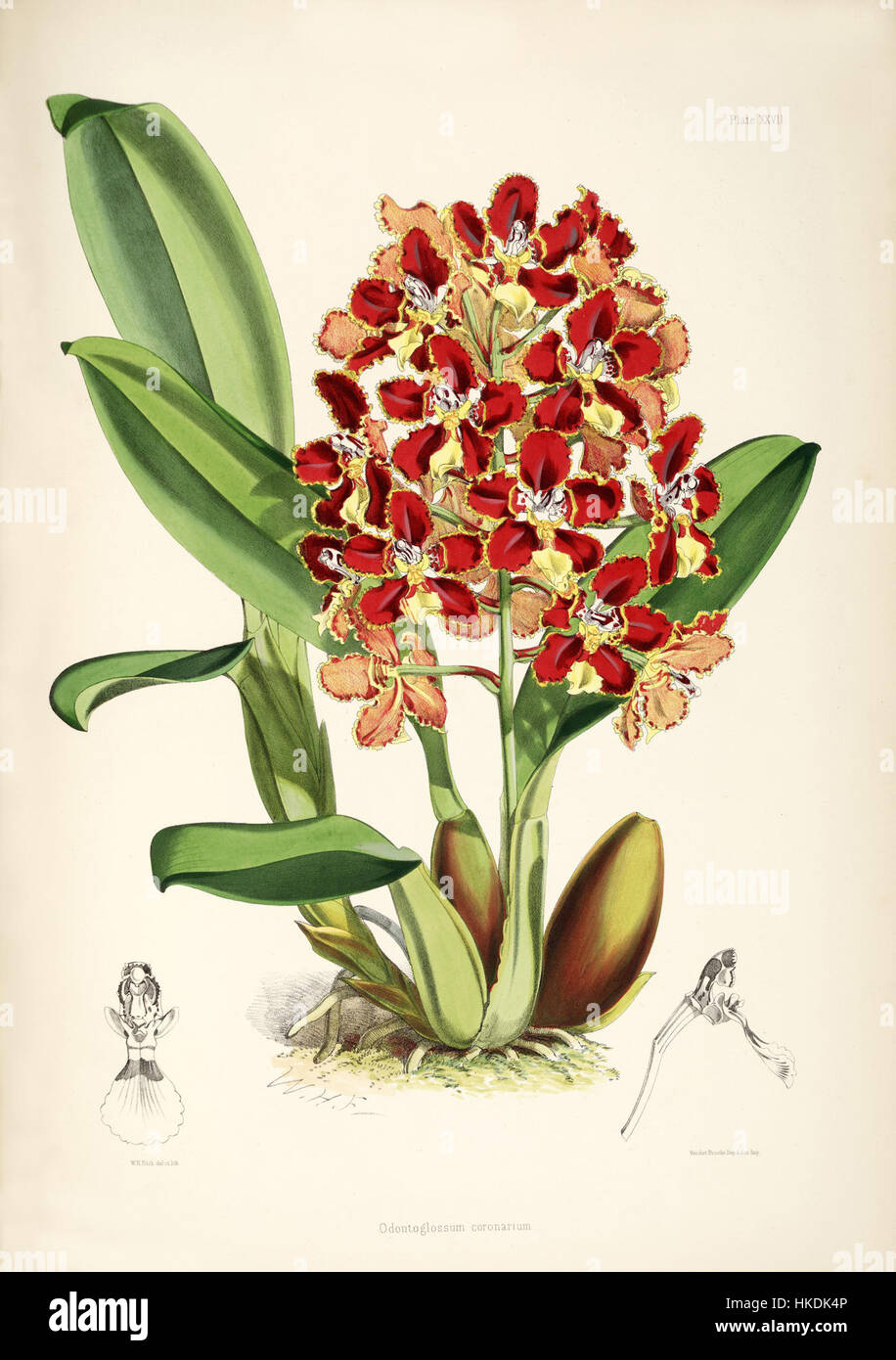 Cette illustration botanique, planche 27 de la monographie d'Odontoglossum de Bateman, montre le coronarium d'Otoglossum (anciennement le coronarium d'Odontoglossum). L'œuvre d'art détaillée met en évidence la beauté et la structure de cette espèce d'orchidée particulière. Banque D'Images