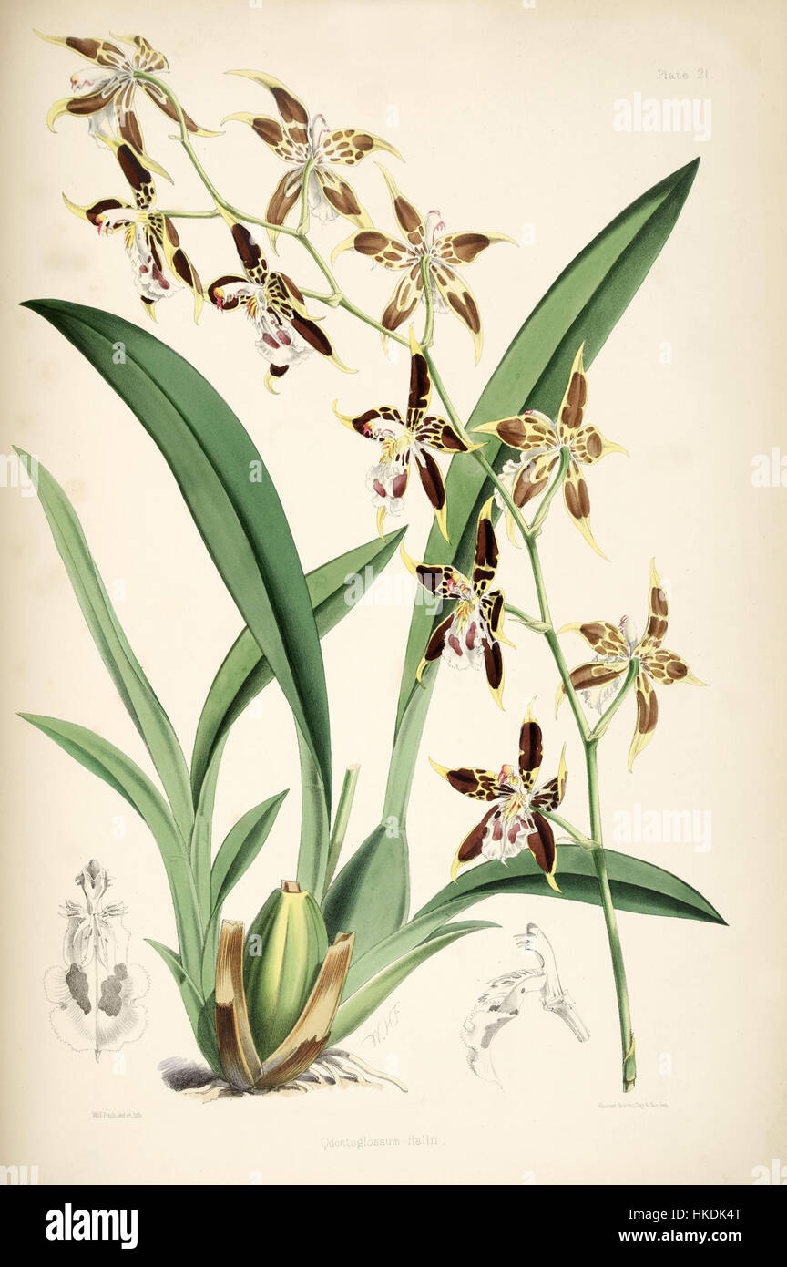 Cette illustration botanique tirée de la monographie de Bateman de l'Odontoglossum représente l'orchidée Odontoglossum hallii. L’œuvre met en évidence les caractéristiques détaillées et délicates de cette espèce, mettant en valeur sa structure complexe et sa palette de couleurs vibrantes. Banque D'Images