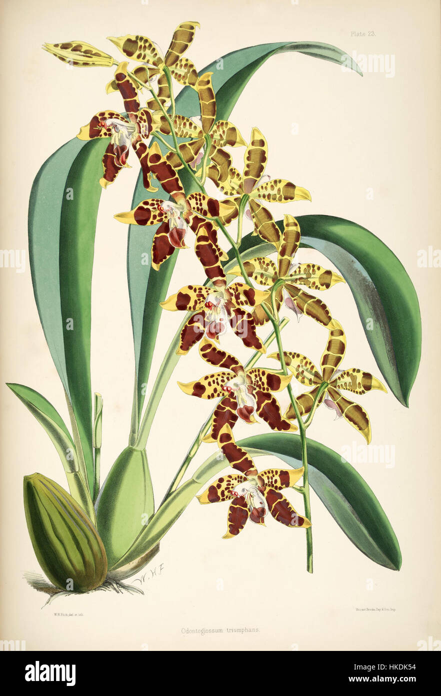 Cette illustration botanique de Bateman montre Odontoglossum spectatissimum, autrefois classé Odontoglossum triomphans. La plaque 23 met en valeur les caractéristiques vives et complexes de cette espèce d'orchidée, connue pour sa beauté saisissante et son aspect distinctif. Banque D'Images