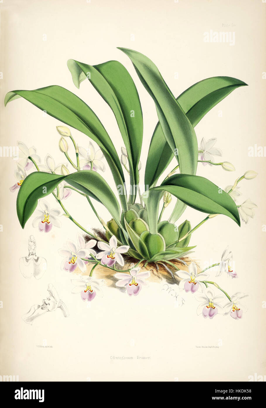 Une illustration tirée de la monographie d'Odontoglossum de Bateman, montrant l'orchidée Ticoglossum krameri. Cette plaque botanique représente les caractéristiques détaillées de l'espèce. Banque D'Images