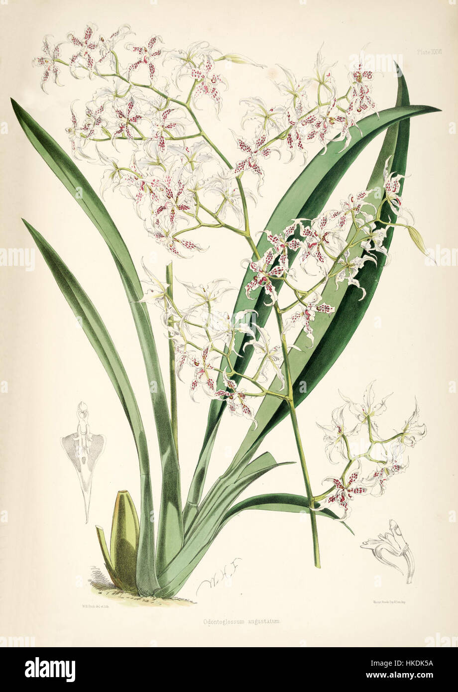 Cette illustration botanique représente Cyrtochilum angustatum, anciennement connu sous le nom d'Odontoglossum angustatum. L'illustration détaillée met en évidence les caractéristiques uniques de cette espèce d'orchidée. Banque D'Images