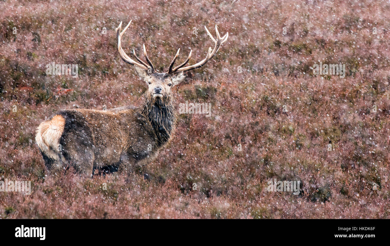 Red Deer (Cervus elaphus) dans la neige, des landes, Highlands, Ecosse, Royaume-Uni Banque D'Images