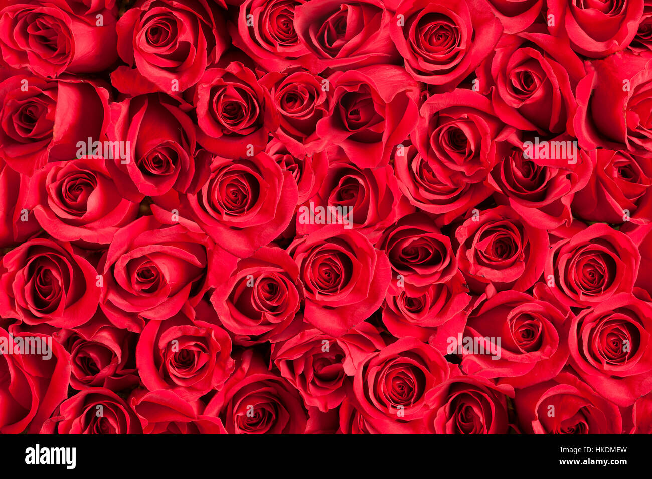 Roses rouges formant un arrière-plan Banque D'Images