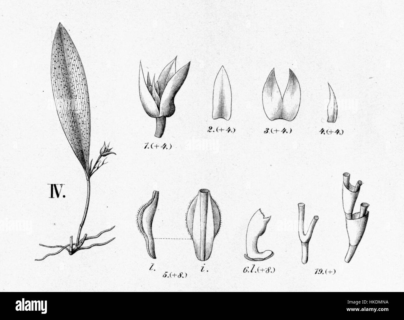 Cette illustration botanique de *Pleurothallis lobiserrata*, tirée de *Flora brasiliensis*, volume 3, figure IV, montre la structure détaillée de l'orchidée. La découpe souligne les caractéristiques uniques de la plante, telles que ses feuilles lobées et ses petites fleurs délicates, qui sont caractéristiques de cette espèce trouvée dans la forêt tropicale brésilienne. Banque D'Images