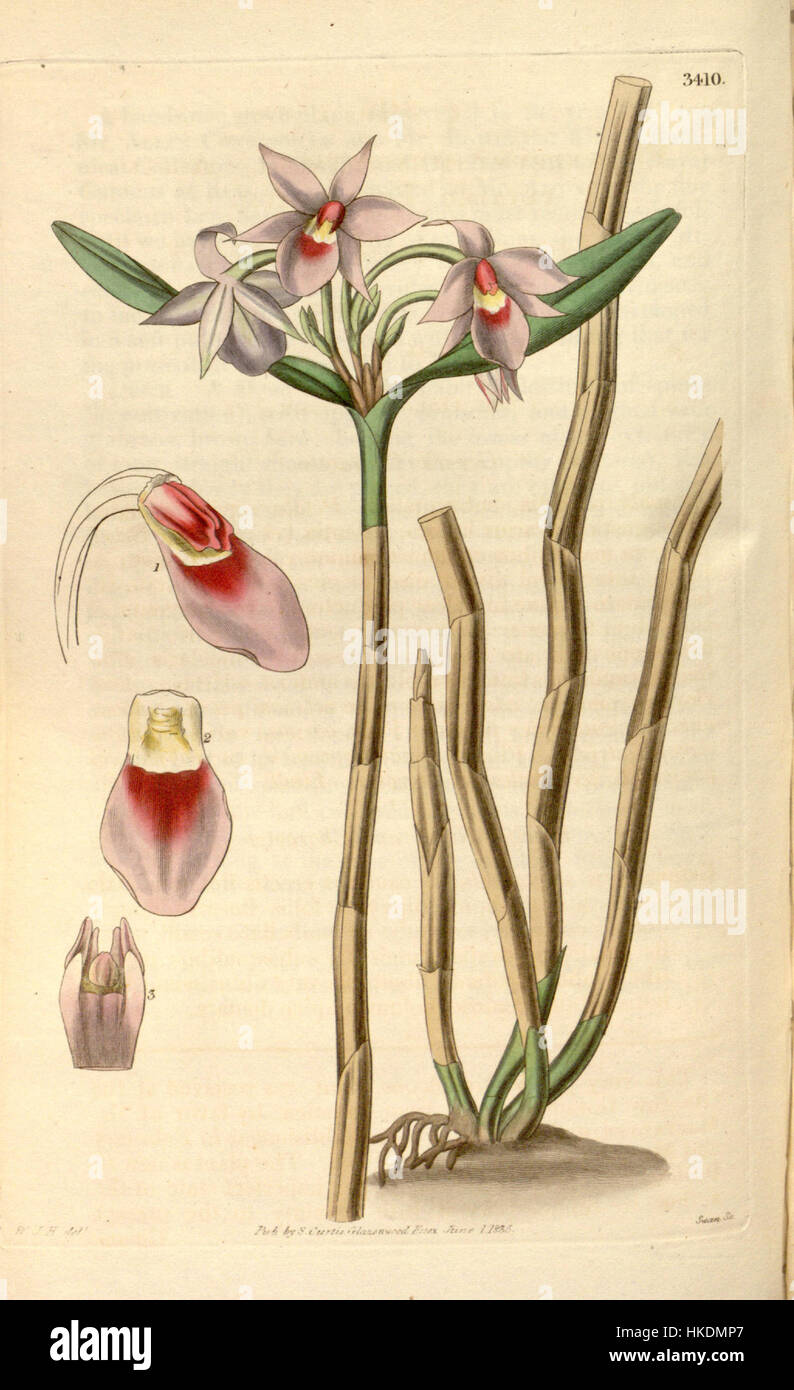 Cette illustration botanique du Curtis's Botanical Magazine représente le rare Epidendrum stenopetalum, une espèce d'orchidée connue pour ses pétales délicats et ses couleurs vibrantes. L’œuvre met en valeur la précision de l’artiste dans l’illustration botanique. Banque D'Images