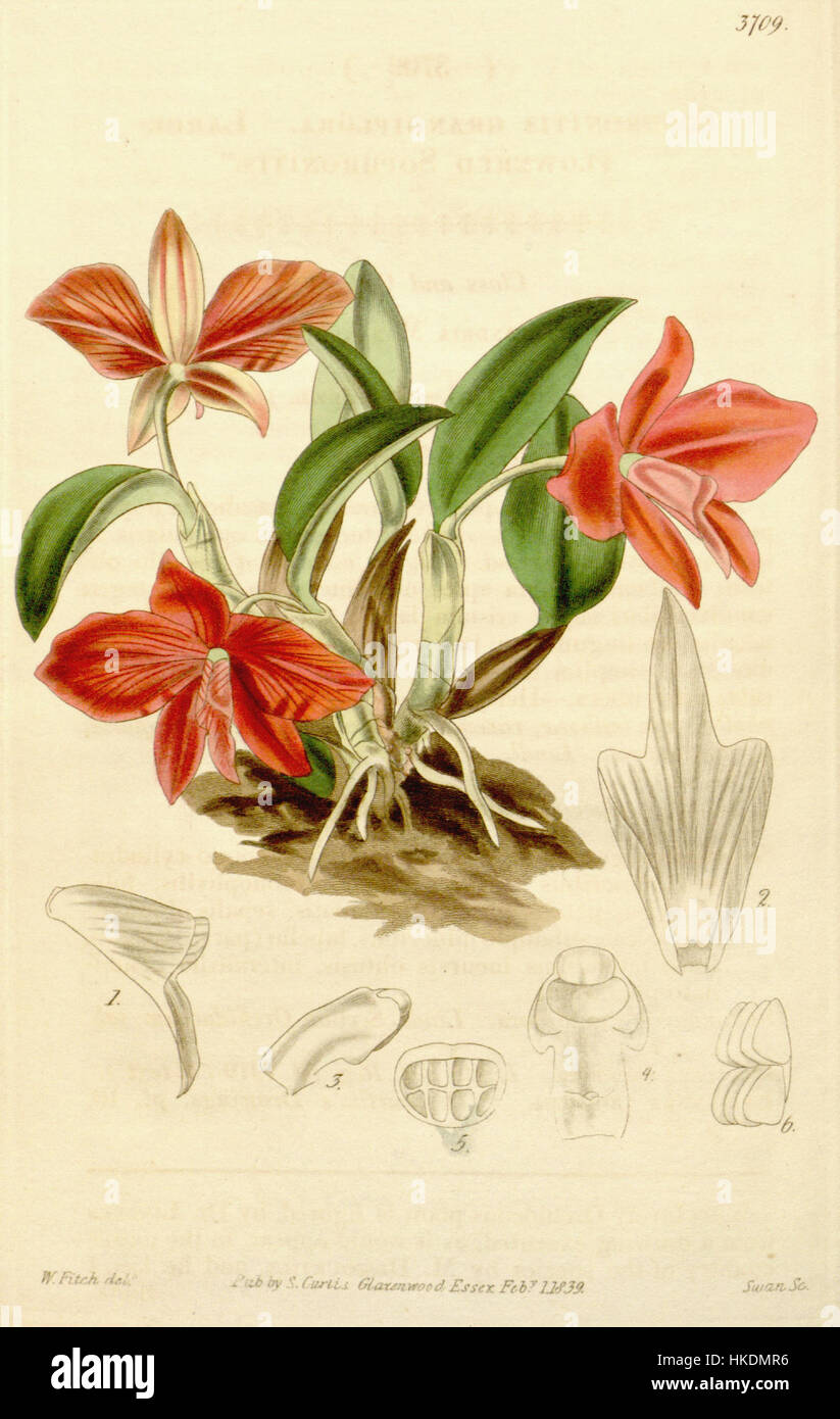 Cette illustration botanique de Curtis présente Sophronitis coccinea (anciennement Sophronitis grandiflora), une espèce d'orchidée, mettant en valeur l'art détaillé des études végétales du début du XIXe siècle. Banque D'Images
