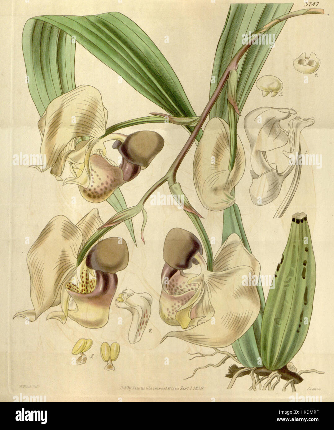 Coryanthes maculata, également connu sous le nom d'orchidée papillon, est une espèce d'orchidée originaire d'Amérique du Sud. Cette illustration botanique de 1840 par Curtis met en valeur la forme unique et les motifs de couleur de la fleur. Banque D'Images