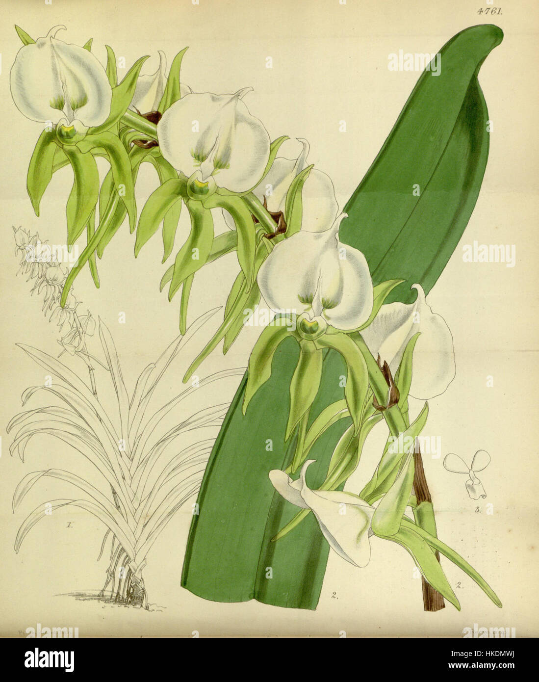 L'illustration de *Angraecum eburneum* du magazine Botanical de Curtis représente cette espèce rare d'orchidées. Le dessin botanique détaillé met en évidence la structure florale complexe typique de ce genre. Banque D'Images