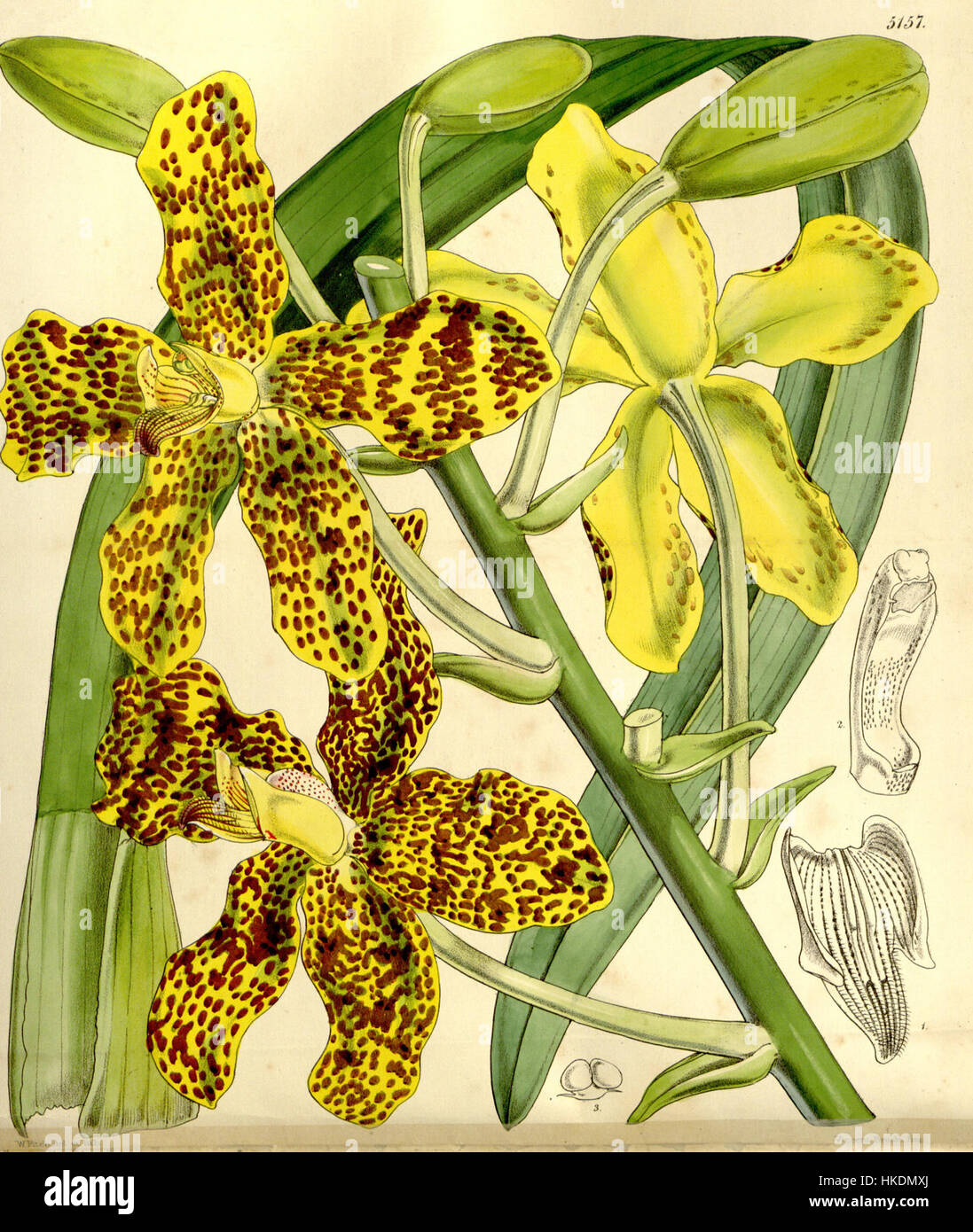 Cette illustration botanique de la série Curtis (1860) met en valeur Grammatophyllum speciosum, une espèce d'orchidée connue pour ses grandes fleurs frappantes et son aspect distinctif dans le monde végétal. Banque D'Images