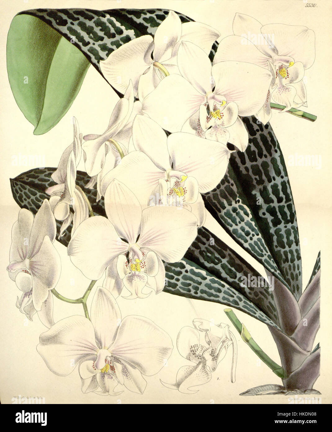 Phalaenopsis schilleriana est une espèce d'orchidée illustrée dans le Curtis's Botanical Magazine de 1865. L'illustration met en évidence la beauté délicate et les caractéristiques détaillées de cette espèce, connue pour ses fleurs saisissantes et sa forme gracieuse. Banque D'Images