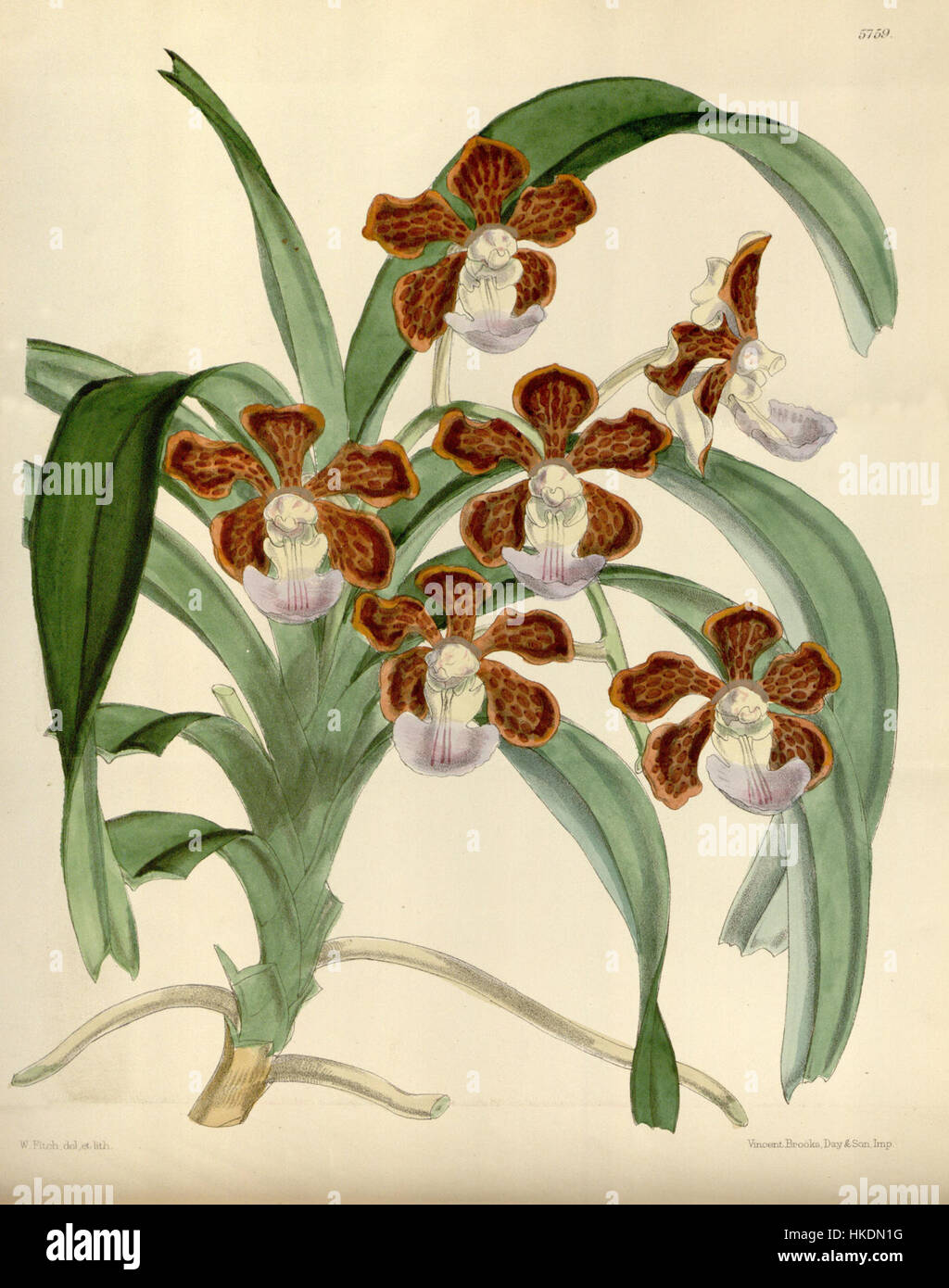 Une illustration botanique du Vanda insignis, une espèce exotique d'orchidées connue pour son aspect frappant. Cette œuvre met en valeur les détails délicats de la structure de la fleur et les couleurs vibrantes. Banque D'Images