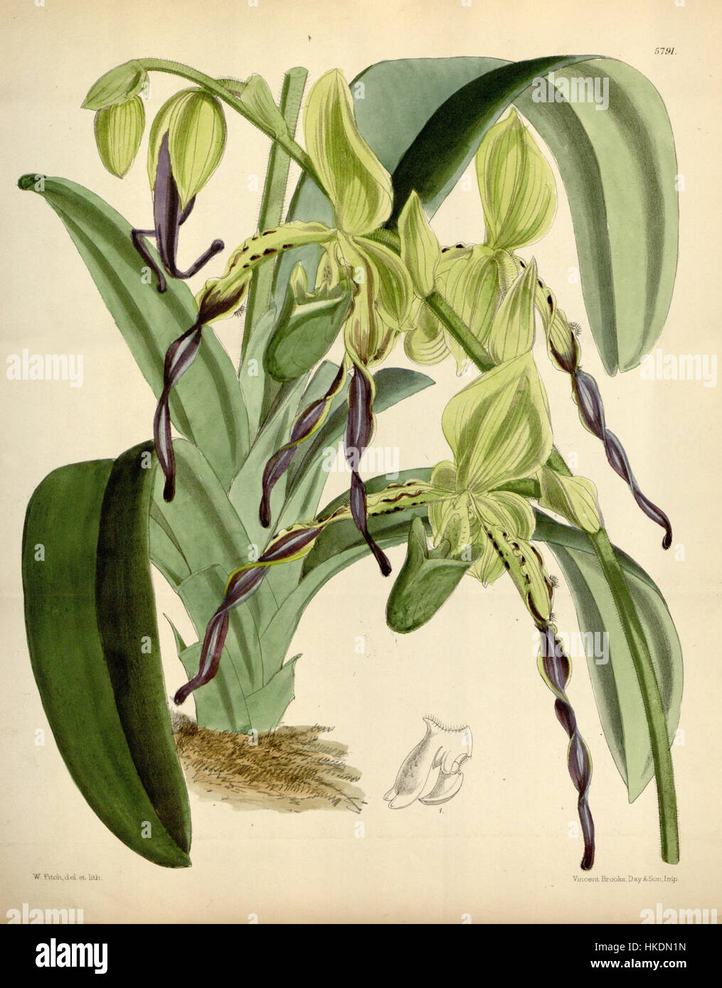 L'illustration de Paphiopedilum parishii, anciennement connu sous le nom de Cypripedium parishii, est tirée du magazine Botanical de Curtis, publié en 1869. Cette espèce d'orchidée, originaire d'Asie du Sud-est, se caractérise par son aspect floral saisissant. L'œuvre d'art fournit une vue détaillée de la plante, mettant en évidence ses caractéristiques uniques, et reste une référence botanique importante. Banque D'Images