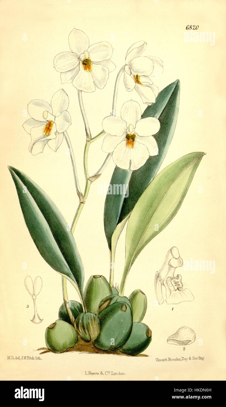 Cette illustration botanique de Curtis montre Ticoglossum oerstedii (anciennement Odontoglossum oerstedii), une espèce d'orchidée. L'œuvre met en valeur les caractéristiques délicates et les couleurs vibrantes de l'orchidée. Banque D'Images