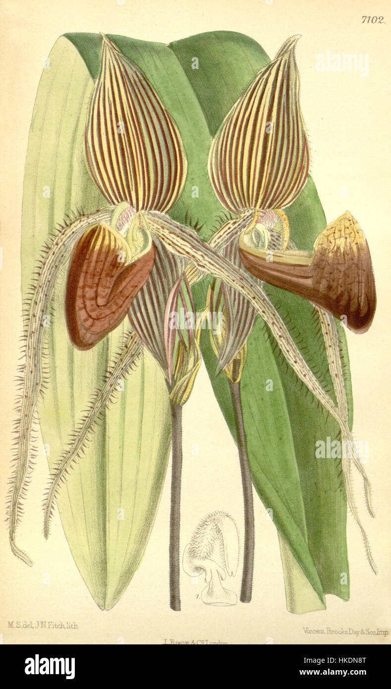 Illustration tirée du Curtis's Botanical Magazine de l'espèce rare d'orchidées Paphiopedilum rothschildianum, classée à l'origine Cypripedium rothschildianum. Le dessin botanique détaillé souligne la beauté de cette fleur unique. Banque D'Images