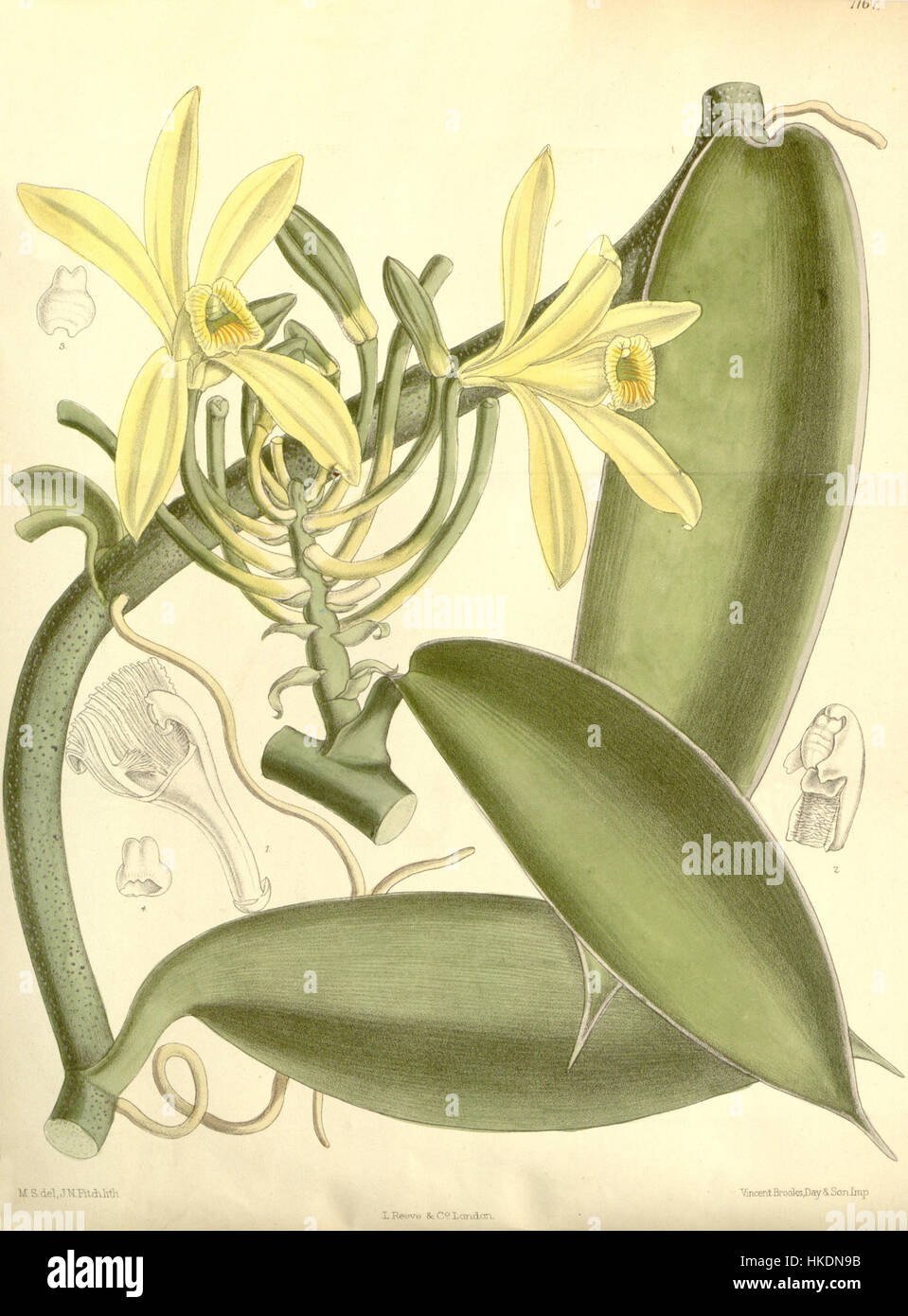 Cette illustration botanique de 1891 du magazine Botanical de Curtis présente Vanilla planifolia, l'espèce d'orchidée dont la vanille est dérivée. La plaque détaillée met en évidence les caractéristiques distinctives de la plante. Banque D'Images