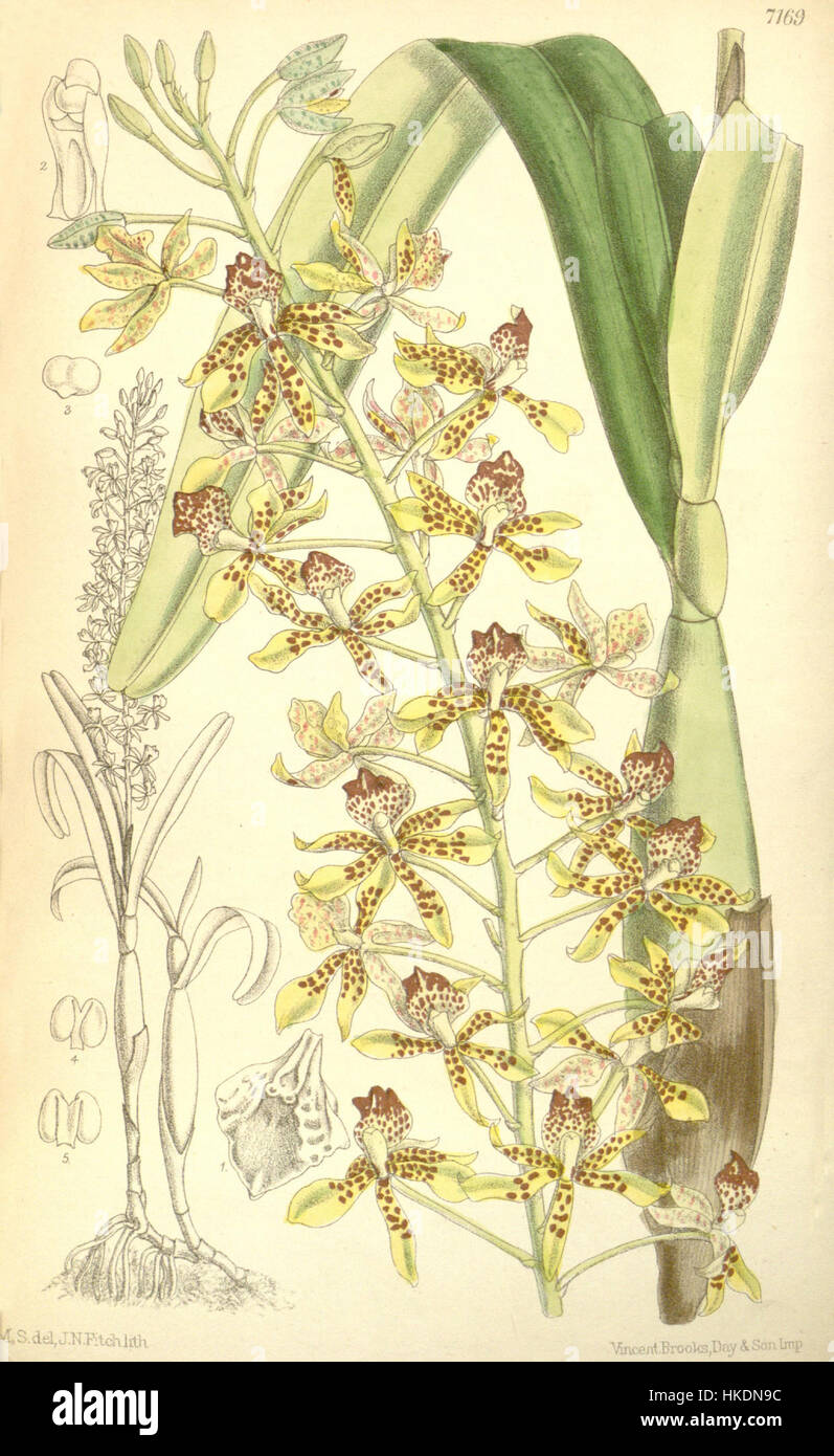 Une estampe botanique de 1891 de Curtis, mettant en vedette Prosthechea sceptra (anciennement Epidendrum sceptrum), montrant l'illustration détaillée de cette espèce d'orchidée. Banque D'Images