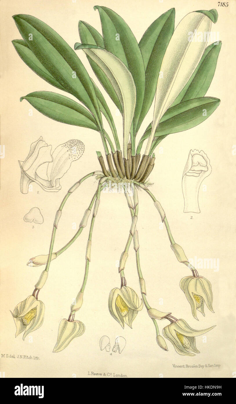 Cette illustration botanique du Curtis's Botanical Magazine représente le Masdevallia platyglossa, une espèce d'orchidée. L'œuvre d'art capture les détails complexes de la structure de la fleur et les couleurs vibrantes. Banque D'Images