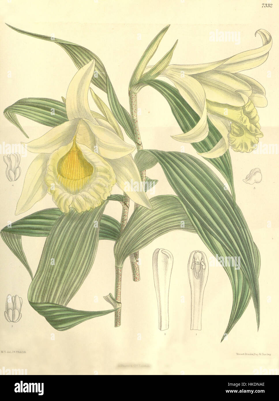 Cette illustration botanique du magazine Botanical de Curtis représente l'orchidée Sobralia xantholeuca, une espèce rare originaire des Amériques, mettant en valeur sa beauté délicate et ses détails complexes. Banque D'Images