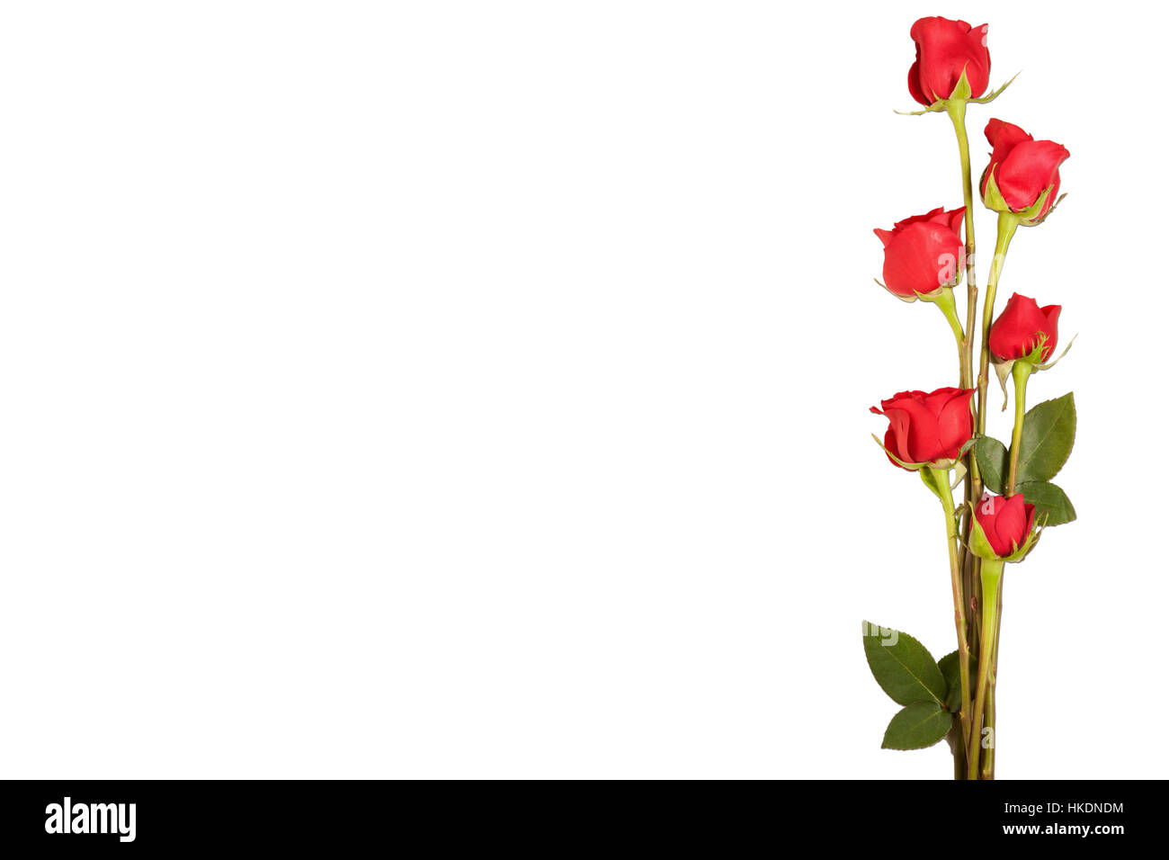 Une bordure de roses rouges isolé sur fond blanc Banque D'Images