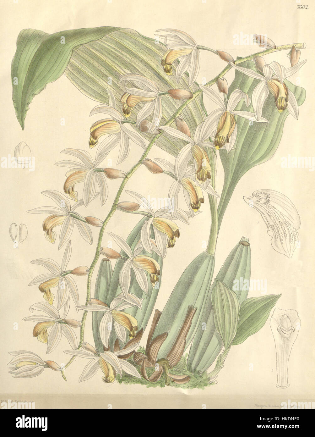 Cette illustration botanique du magazine Botanical de Curtis montre l’orchidée Coelogyne swaniana, originaire d’Asie du Sud-est. Le dessin détaillé de 1898 met en évidence les caractéristiques distinctives de l'orchidée, telles que sa structure florale unique et ses pétales délicats. Banque D'Images
