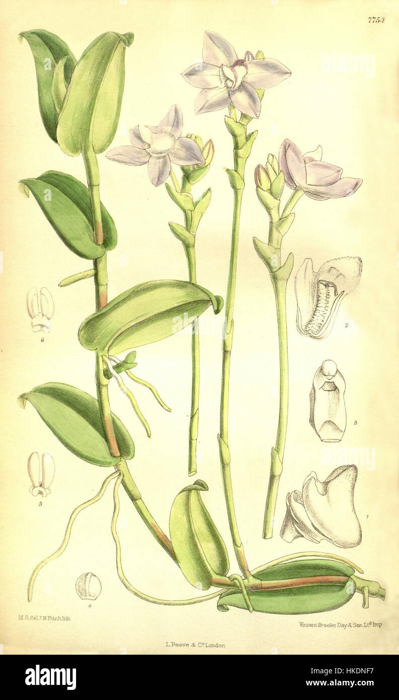 L'illustration botanique de Thrixspermum amplexicaule, initialement classé Sarcochilus lilacinus, de la série Curtis en 1901 montre la structure florale délicate de l'orchidée et les caractéristiques uniques typiques du genre. Banque D'Images