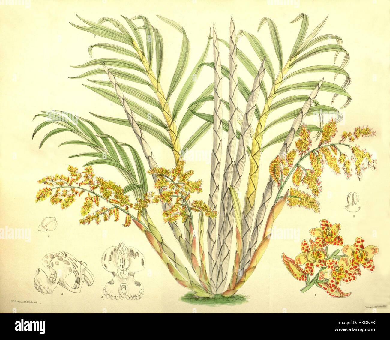 *Cyrtopodium palmifrons*, représenté dans *Curtis' Botanical Magazine* en 1901 (pl. 7807), est une espèce d'orchidée connue pour son aspect saisissant et ses caractéristiques botaniques détaillées. Cette impression illustre sa forme et sa beauté uniques. Banque D'Images