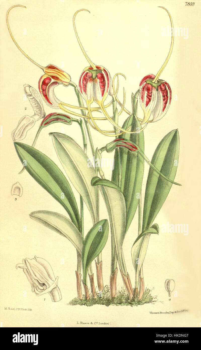 Masdevallia schroederiana est représentée dans cette illustration botanique de 1902 du magazine Botanical de Curtis. La plante est connue pour ses fleurs uniques et vibrantes et est un sujet d'étude dans la culture des orchidées. Banque D'Images