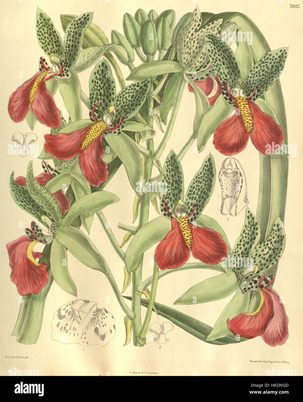 Cette illustration botanique du magazine Botanical de Curtis représente l'inflorescence de *Cymbidiella pardalina*, anciennement connue sous le nom de *Cymbidium rhodochilum*. L'illustration détaillée montre la beauté et la structure de l'espèce d'orchidée. Banque D'Images