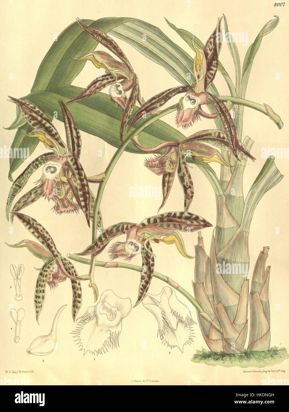 Cette illustration botanique de Curtis de 1905 montre l'orchidée Catasetum saccatum, précédemment connue sous le nom de C. christyanum. La peinture met en valeur la structure détaillée et la couleur vibrante de cette espèce. Banque D'Images