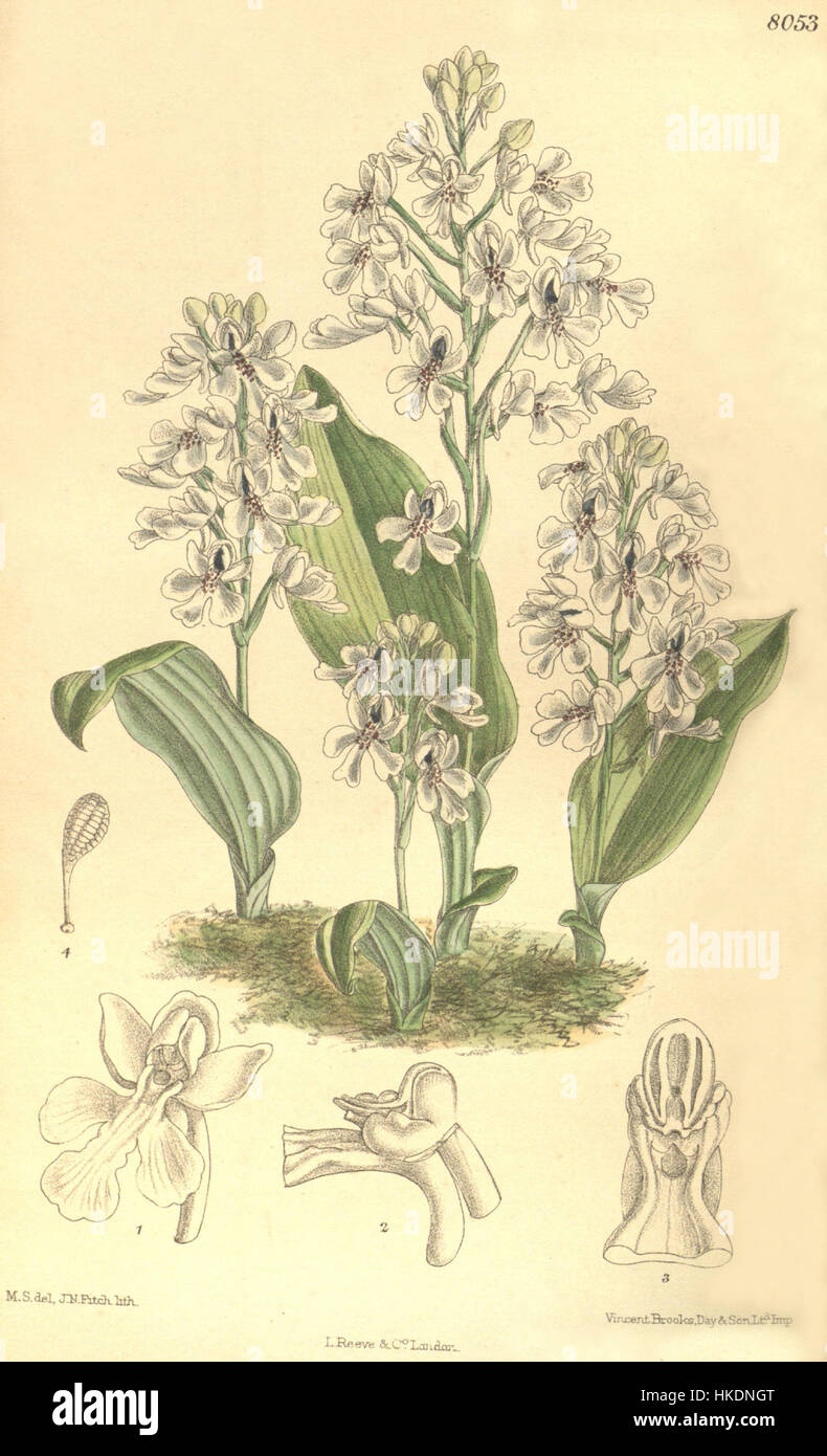 Cette illustration botanique du magazine Botanical de Curtis représente Cynorkis compacta, une espèce d'orchidée, soulignant sa structure florale complexe et son aspect délicat. Banque D'Images
