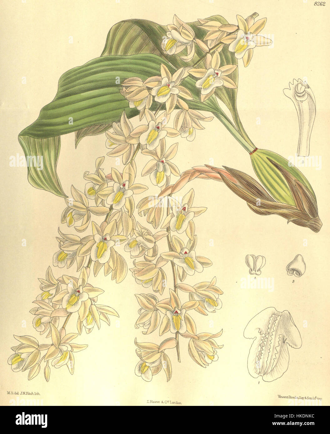 Cette illustration botanique du magazine botanique de Curtis (1909) représente l'espèce d'orchidée Coelogyne venusta. L’œuvre est connue pour sa précision et ses détails fins illustrant les caractéristiques distinctes de l’orchidée. Banque D'Images