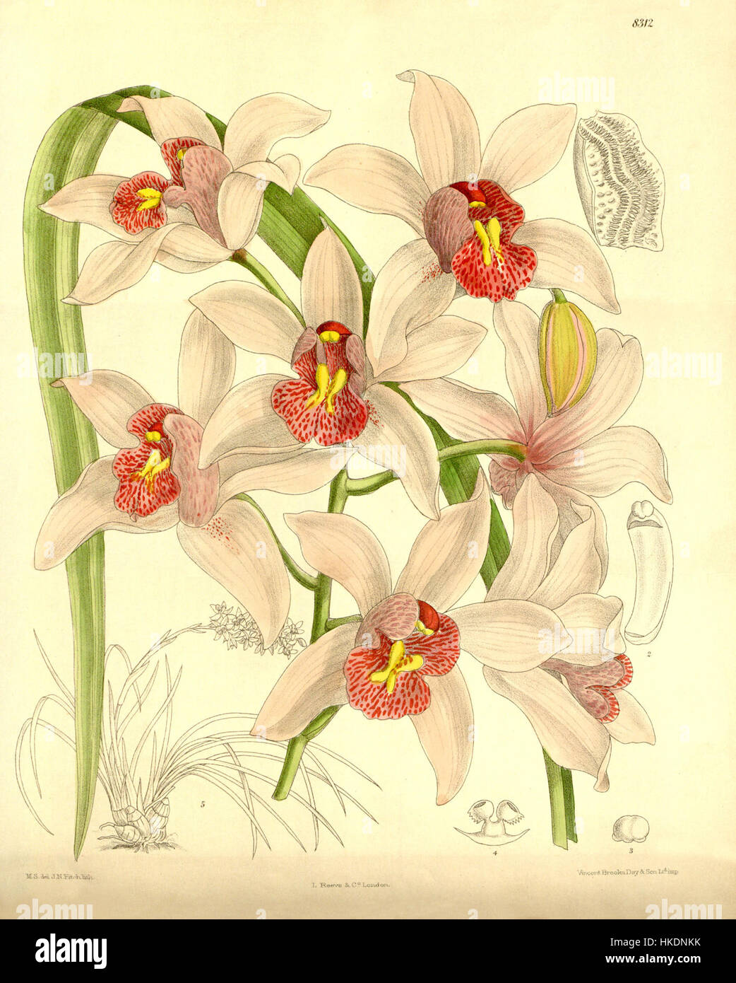 Illustration botanique de Cymbidium insigne, publiée dans Curtis' Botanical Magazine en 1910. L'illustration montre les caractéristiques détaillées de l'espèce d'orchidée, mettant en valeur sa structure unique et sa beauté. Banque D'Images