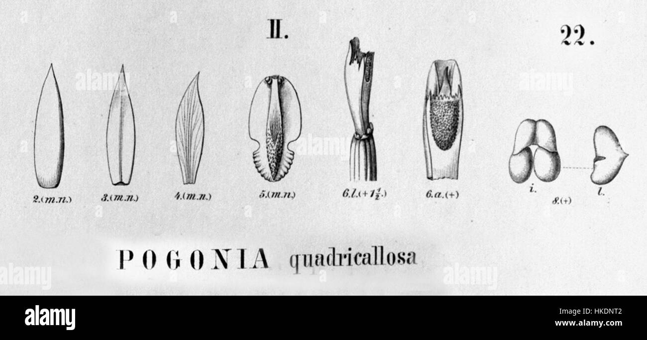 Une illustration de l'espèce d'orchidée Cleistes quadricallosa (anciennement Pogonia quadricallosa) de la 'Flora brasiliensis', mettant en évidence les détails botaniques et les techniques d'illustration scientifique. Banque D'Images