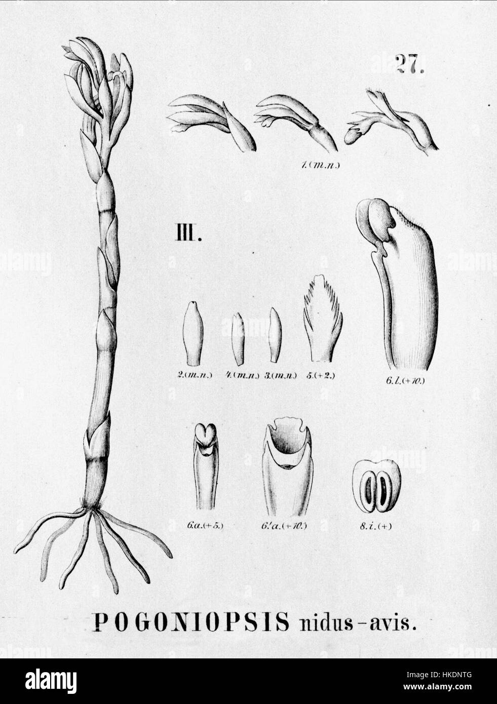 Cette image représente une découpe de 'Pogoniopsis nidus avis', une espèce végétale de la *Flora brasiliensis*. L'illustration, basée sur les travaux de Carl Friedrich Philipp von Martius, met en valeur les caractéristiques botaniques de la plante, mettant en évidence sa morphologie détaillée et sa beauté naturelle. Banque D'Images