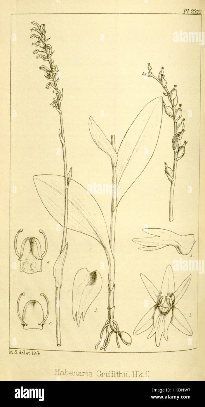 Cette illustration botanique tirée des icones Plantarum de Hooker représente Diphylax griffithii, anciennement connu sous le nom de Habenaria griffithii. La plante est connue pour sa structure florale distinctive et a été décrite à l'origine au XIXe siècle. L'illustration est une référence historique significative en botanique, mettant en valeur l'anatomie florale détaillée. Banque D'Images