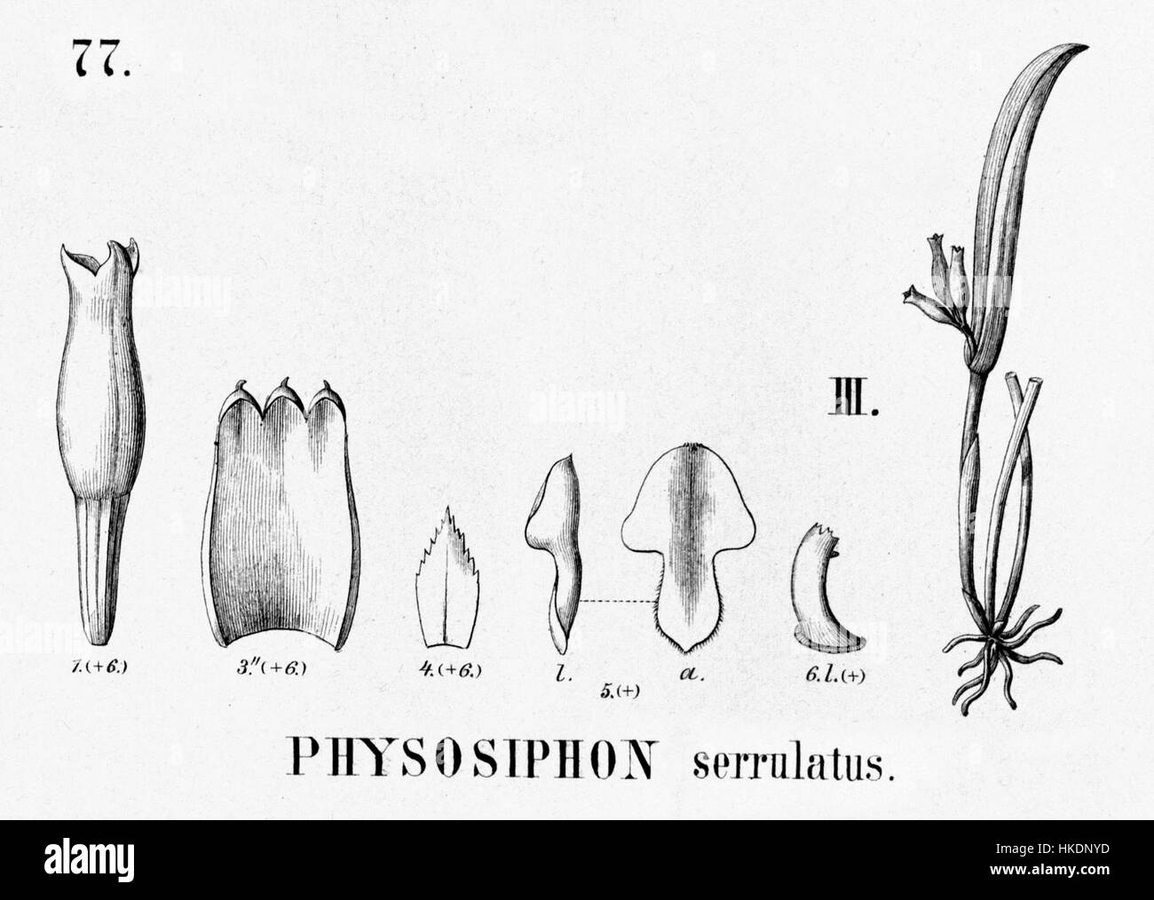 La découpe de 'Stelis serrulata' de 'Flora brasiliensis' offre une illustration botanique détaillée de l'espèce d'orchidée, autrefois classée Physosiphon serrulatus. L’œuvre met en valeur les caractéristiques distinctives de la plante. Banque D'Images