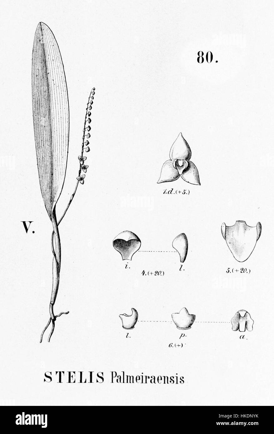 L'illustration de Stelis palmeiraensis de 'Flora brasiliensis' est une peinture botanique détaillée mettant en valeur les caractéristiques uniques de cette espèce. L'œuvre, qui fait partie de la célèbre compilation botanique, met l'accent sur la flore originaire du Brésil avec précision scientifique et beauté esthétique. Banque D'Images