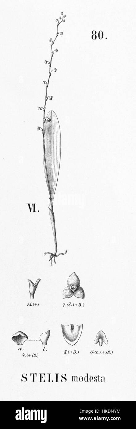 Illustration botanique de *Stelis modesta* de *Flora brasiliensis*, montrant les détails complexes de l'espèce. Cette œuvre fait partie d'une collection plus vaste documentant la diversité de la vie végétale du Brésil, mettant en évidence les compétences de l'artiste en illustration botanique. Banque D'Images