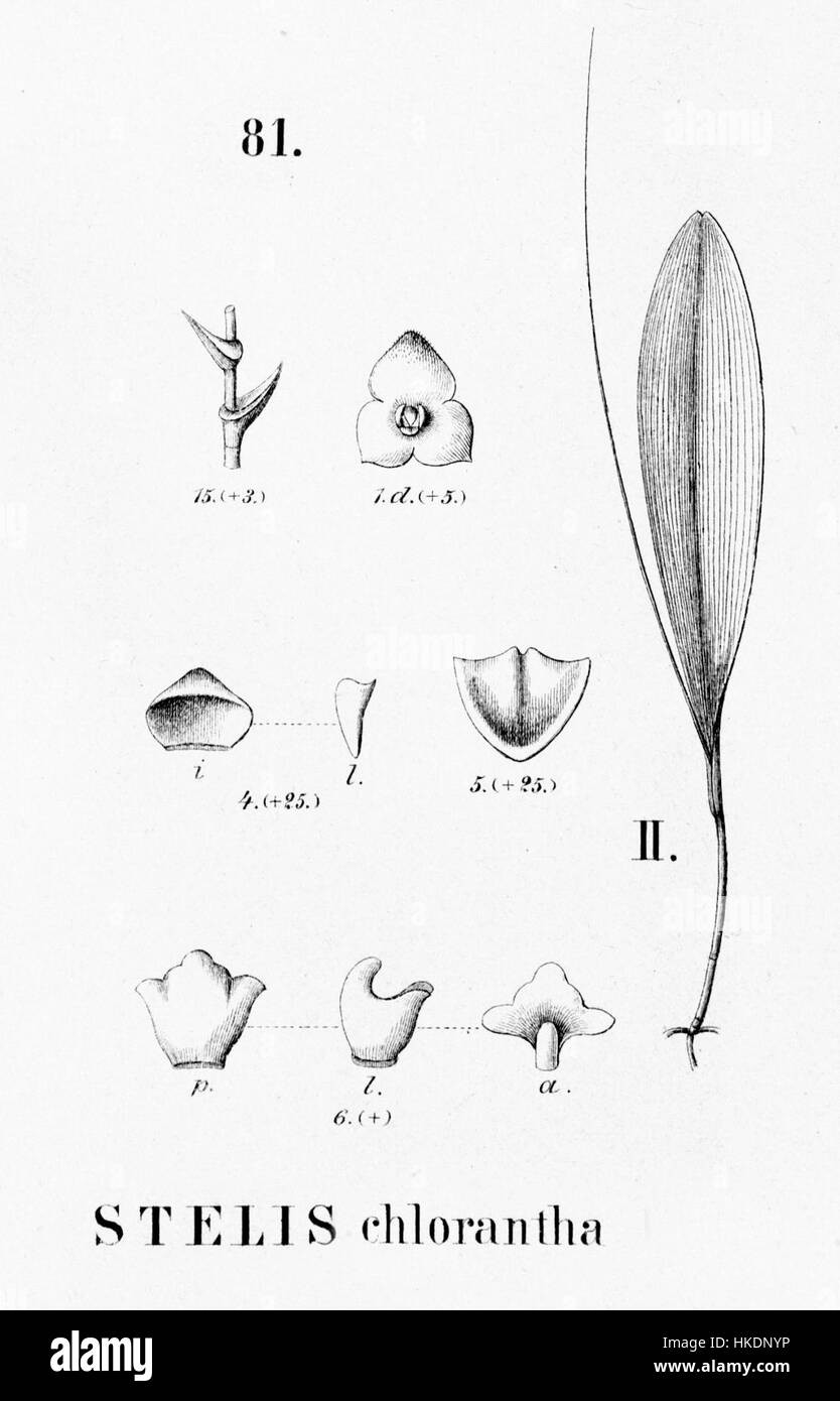 Cette illustration botanique de la 'Flora brasiliensis', représentant *Stelis chlorantha*, fournit une représentation détaillée et précise des espèces végétales. Il fait partie d'une étude approfondie de la flore indigène du Brésil, illustrant la diversité botanique de la région. Banque D'Images