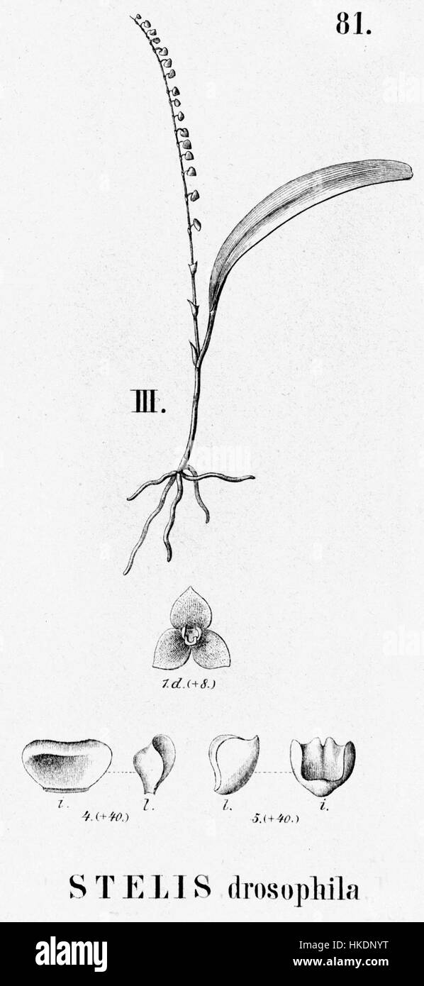 Stelis intermedia, également connu sous le nom de Stelis drosophila, est une espèce de guêpe parasite représentée dans une illustration botanique de *Flora brasiliensis*. L'œuvre se concentre sur la morphologie détaillée de cette espèce, contribuant à l'étude de la faune brésilienne. Banque D'Images