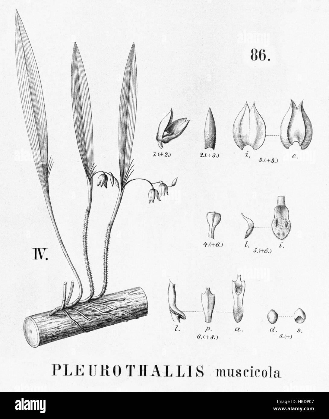 Le *Acianthera muscicola*, anciennement connu sous le nom de *Pleurothallis muscicola*, est représenté dans une illustration botanique de *Flora brasiliensis*. Cette œuvre d'art détaillée met en valeur la structure et les caractéristiques de floraison de la plante. Banque D'Images