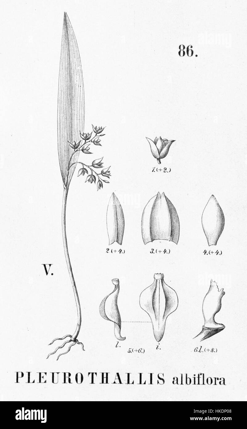 Une illustration botanique d'Acianthera hygrophila, anciennement connue sous le nom de Pleurothallis albiflora, de 'Flora brasiliensis', représentant la structure détaillée de la plante dans le 3ème volume, planche 86, figure V. Banque D'Images