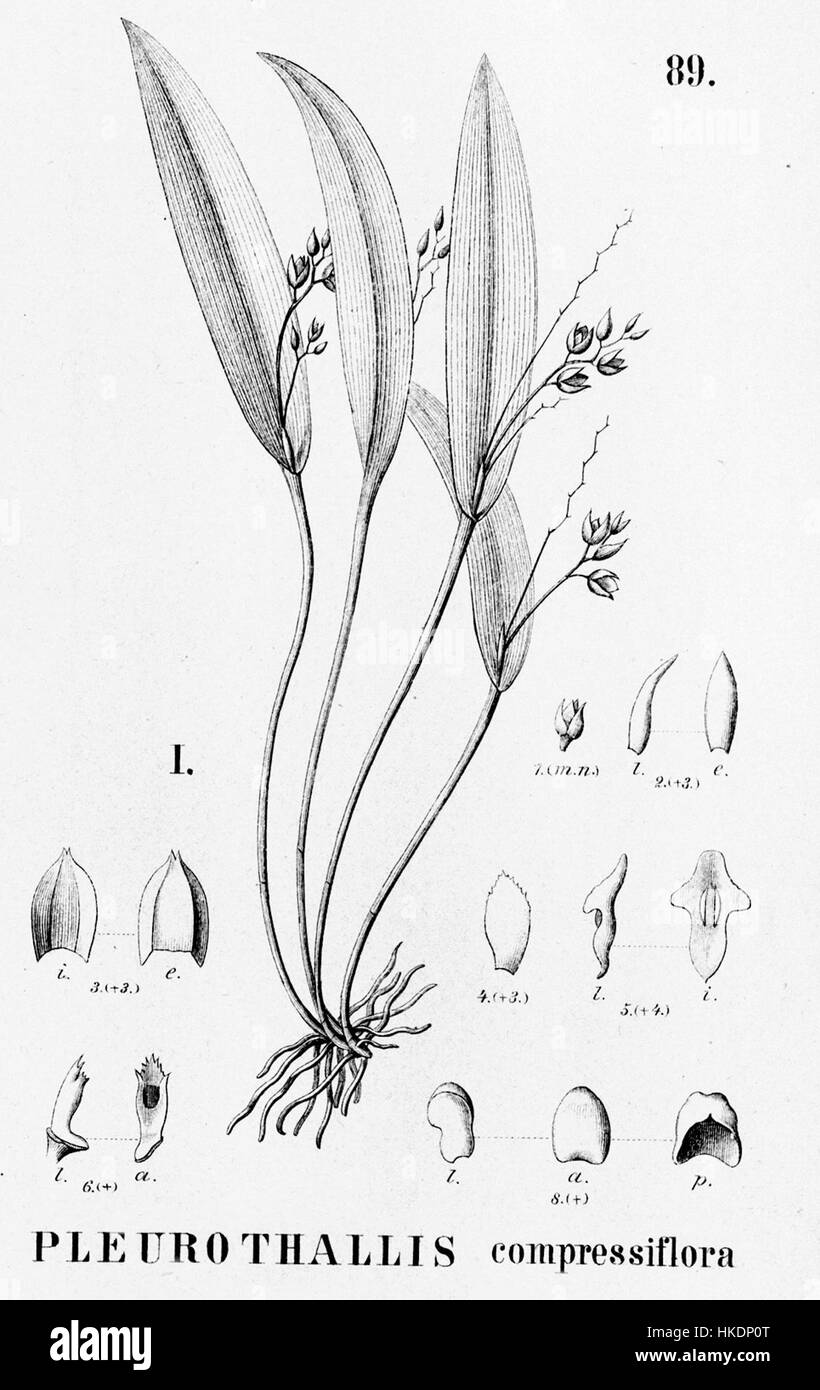 Cette illustration botanique, originaire de la 'Flora brasiliensis', représente Acianthera auriculata, anciennement connu sous le nom de Pleurothallis compressiflora. L'illustration détaillée met en évidence les caractéristiques distinctives de cette orchidée brésilienne, offrant un aperçu de la taxonomie des plantes et de l'identification des espèces. Banque D'Images