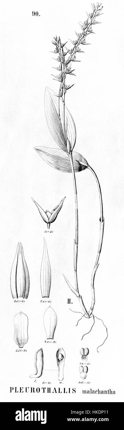 Cette illustration botanique de Flora brasiliensis représente Acianthera malachantha, mettant en valeur sa structure détaillée et sa fleur. Le travail est une représentation de la flore brésilienne, contribuant à l'étude des espèces végétales régionales. Banque D'Images