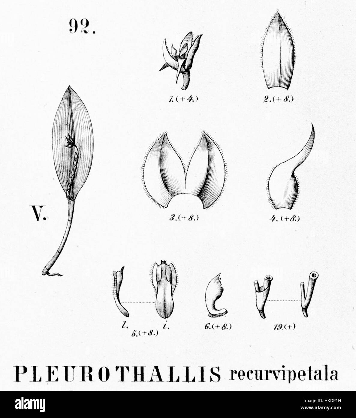 Cette illustration botanique de 'Flora brasiliensis' représente le Pleurothallis recurvipetala, une espèce d'orchidée trouvée au Brésil. La découpe met en évidence la structure détaillée et les caractéristiques uniques des fleurs et des feuilles de la plante. Banque D'Images