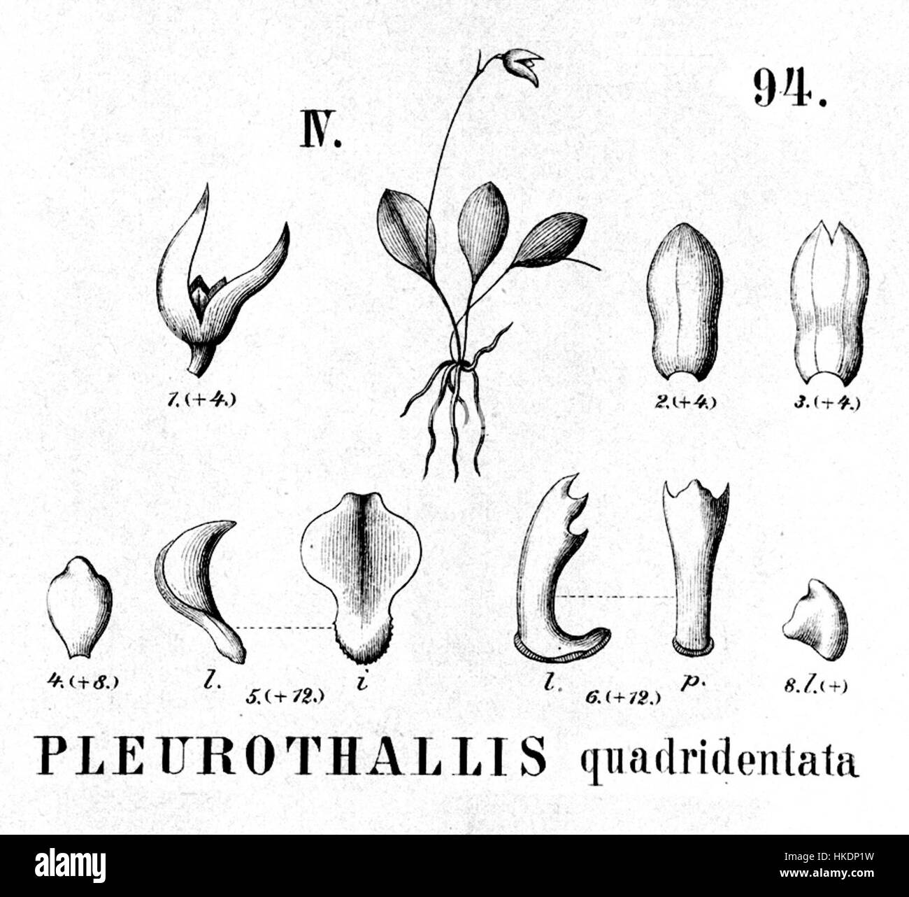 Pleurothallis quadridentata, une espèce d'orchidée originaire du Brésil, illustrée dans Flora Brasiliensis, une œuvre botanique du XIXe siècle documentant la diversité végétale du pays. Banque D'Images