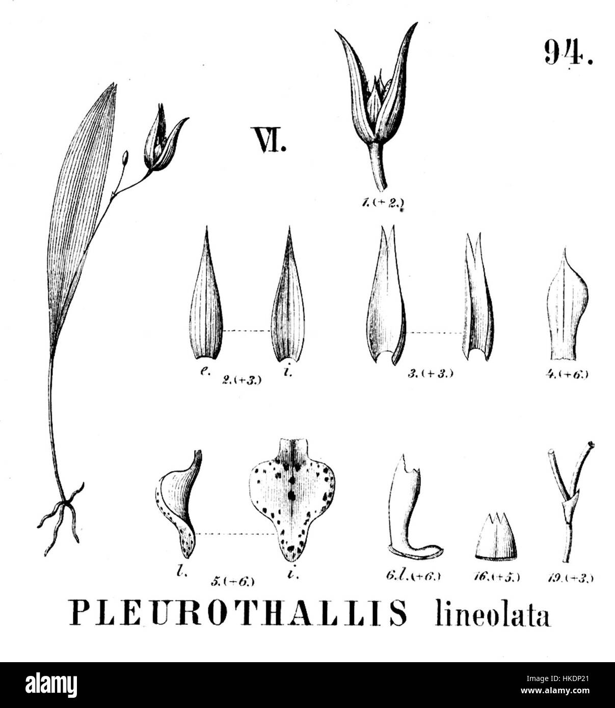 Cette illustration botanique de Pleurothallis lineolata, tirée de 'Flora brasiliensis', offre une description détaillée de l'espèce, mettant en valeur la structure et le motif complexes de la plante. L’œuvre est un exemple essentiel de l’exploration botanique du XIXe siècle en Amérique du Sud. Banque D'Images
