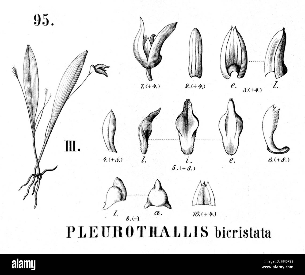 Cette illustration botanique, montrant Specklinia trifida (anciennement connu sous le nom de Pleurothallis bicristata), est de la collection 'Flora brasiliensis'. L’illustration fournit une représentation précise des caractéristiques distinctives de la plante et a été cruciale dans la documentation de la flore brésilienne. Banque D'Images